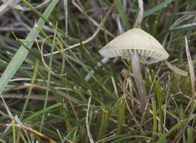 Mycena chlorantha